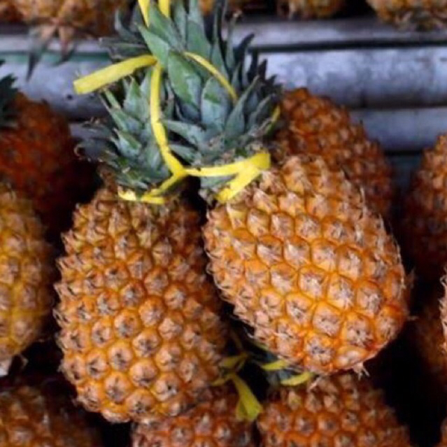 Nanas Madu | Nanas Kelud | Nanas Manis