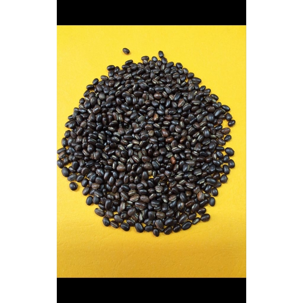 Kacangan Mucuna Bracteata MB