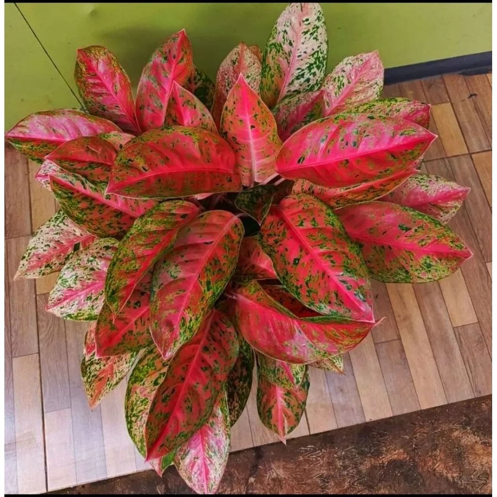Aglonema Bigroy Red Menor – Tanaman Hias Indoor Daun Merah Menyala