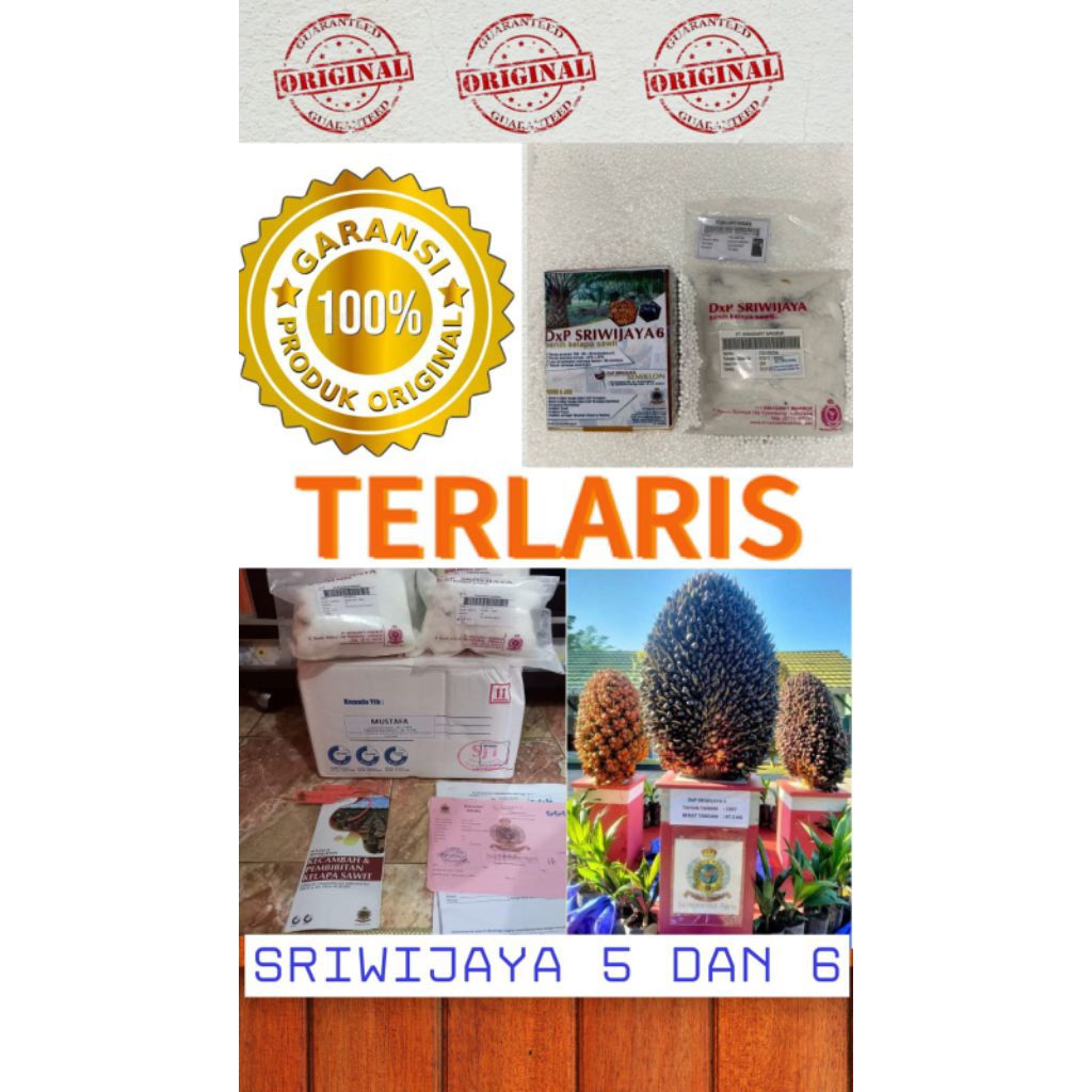 bibit benih kecambah sawit Sriwijaya original