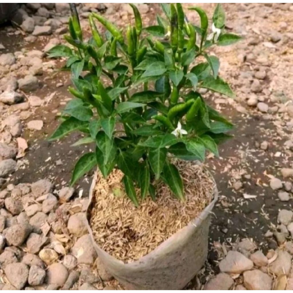 Pohon cabe rawit hijau