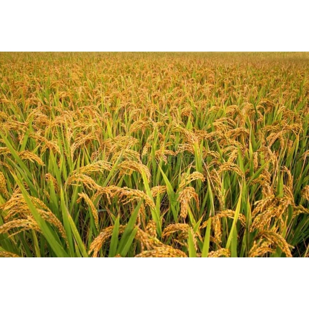 Benih padi Simbok unggul1 kg