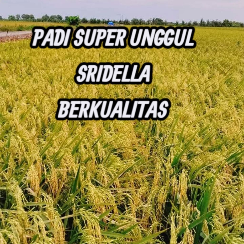 BENIH PADI SUPER UNGGUL SRIDELLA BERBOBOT PAKET 1KG DAUN HIJAU SEGAR UMUR PADI PENDEK PENDONGKRAK HU