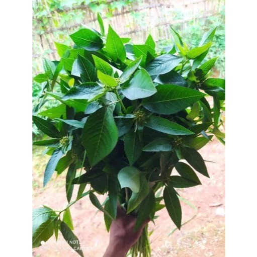 Daun Katemas Segar / Daun Kate mas Segar Herbal Alami