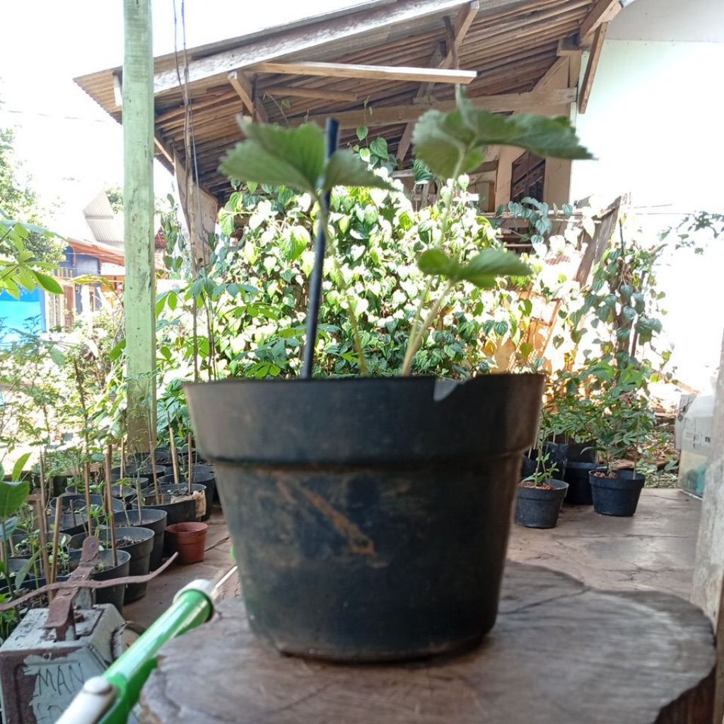 pohon strobbery+ pot dan media tanam
