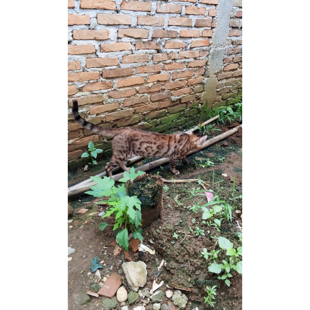 kucing Anggora Persia Munchkin Bengal maincoone