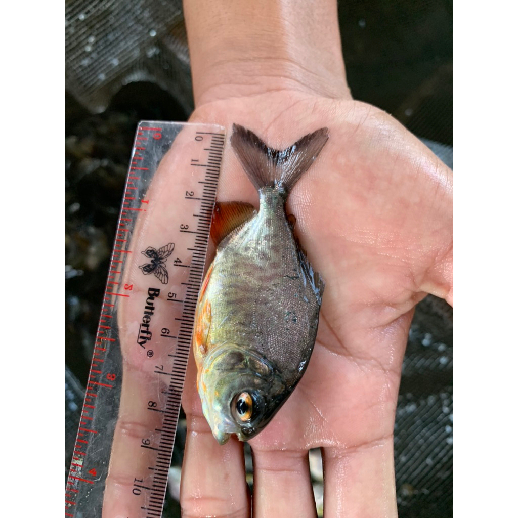 paket murah benih ikan bawal