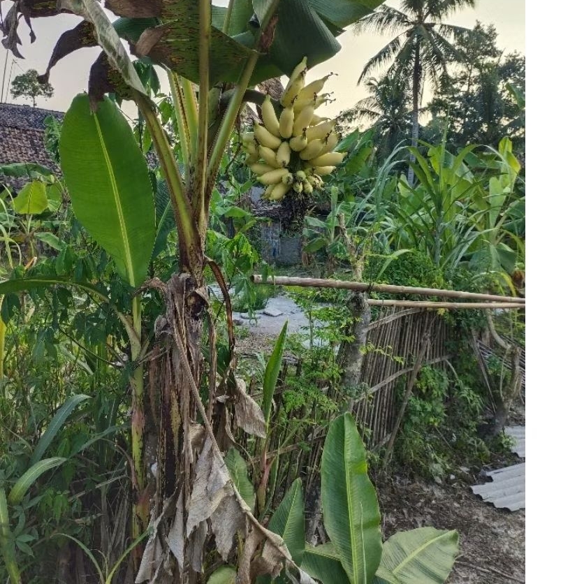 Bibit pohon pisang mas 1 biji/pcs