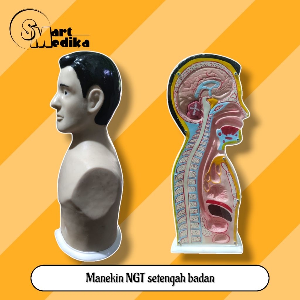 PHANTOM MANEKIN NGT SETENGAH BADAN / MANIKIN NGT