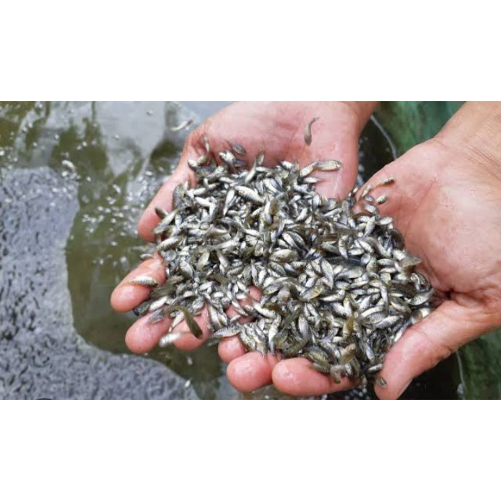 Larva Nila Kekar Monosex 300ekor (Grade A+)