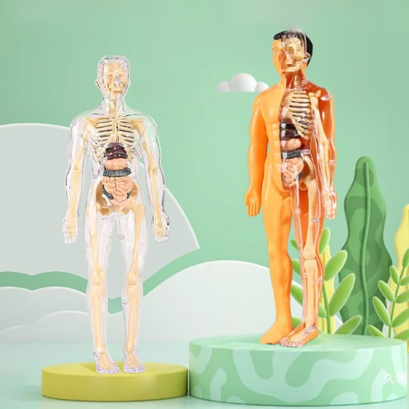 Human Body Anatomy Torso Model Mainan Dokter organ tubuh manusia Human body torso Alat praktek kedok