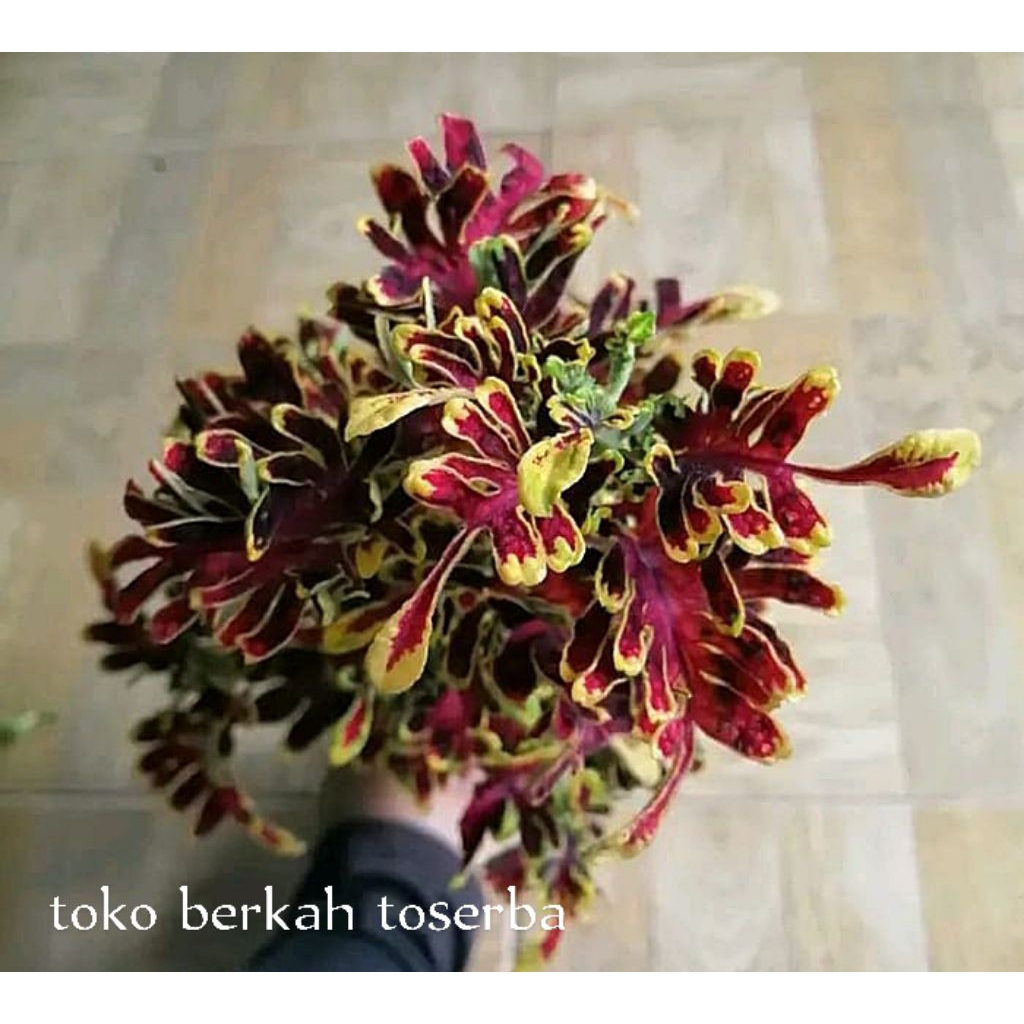 Miana sultan naga katulistiwa//coleus//jawer kotok//