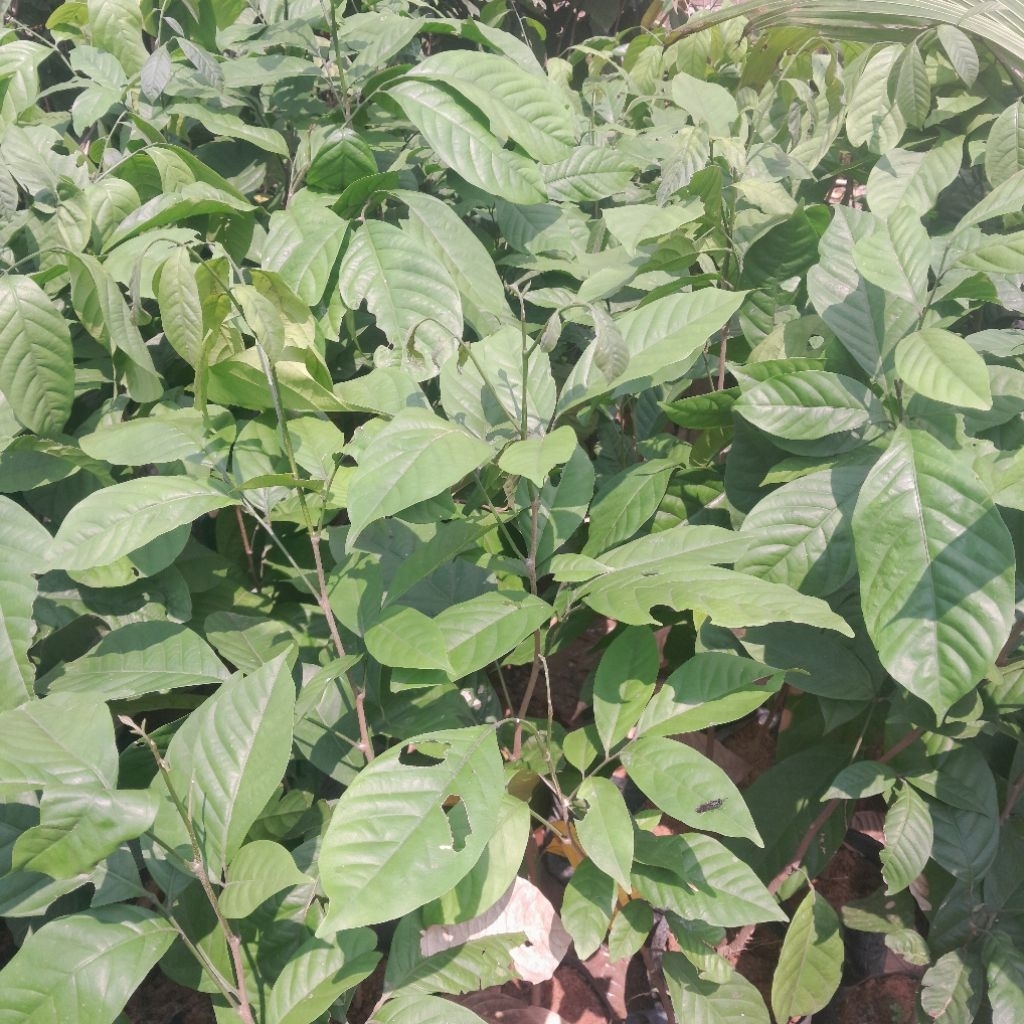 Bibit Duku Non Biji Komering Asli Buah Lebat