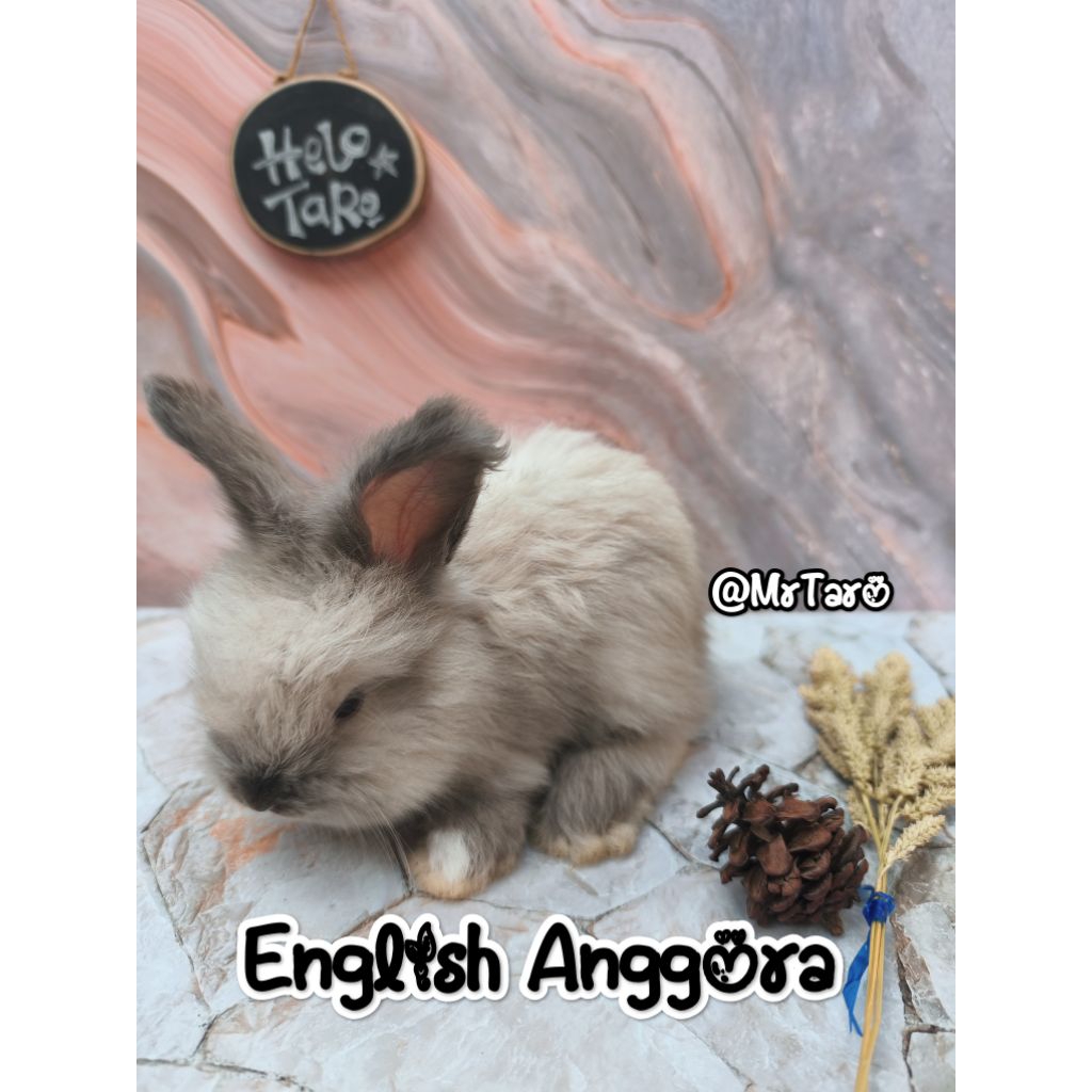 Anakan Kelinci Lucu ENGLISH ANGGORA dan FUZZY LOP ( KHUSUS KOTA PALEMBANG )