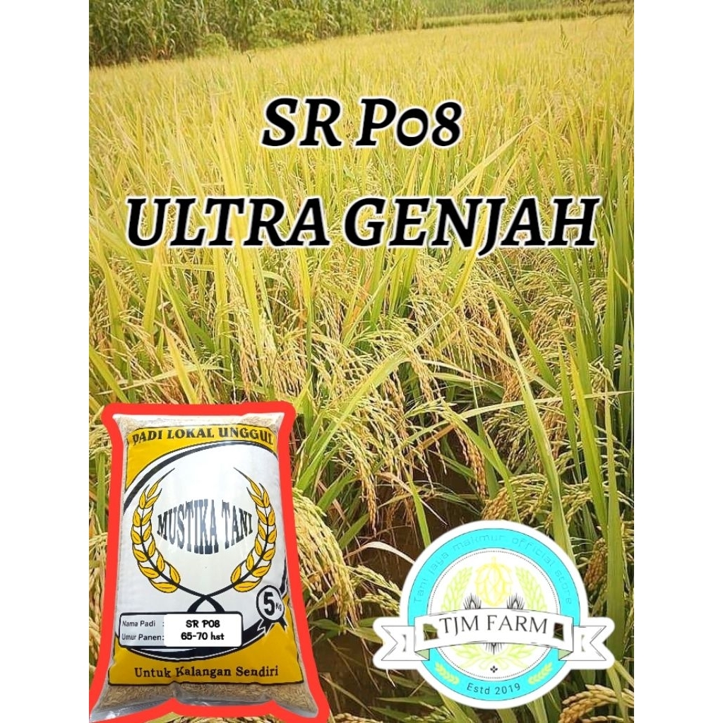 BENIH PADI SR P08 5KG ULTRA GENJAH PADI CEPAT PANEN TAHAN KERING