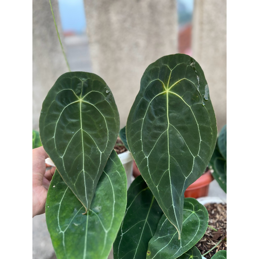 FORGETTI ORIGINAL LEGEND besar