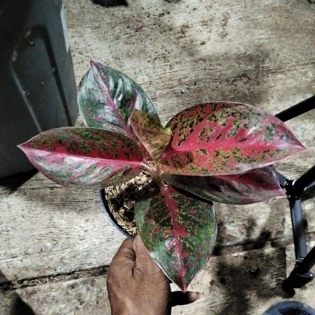aglaonema red stardust