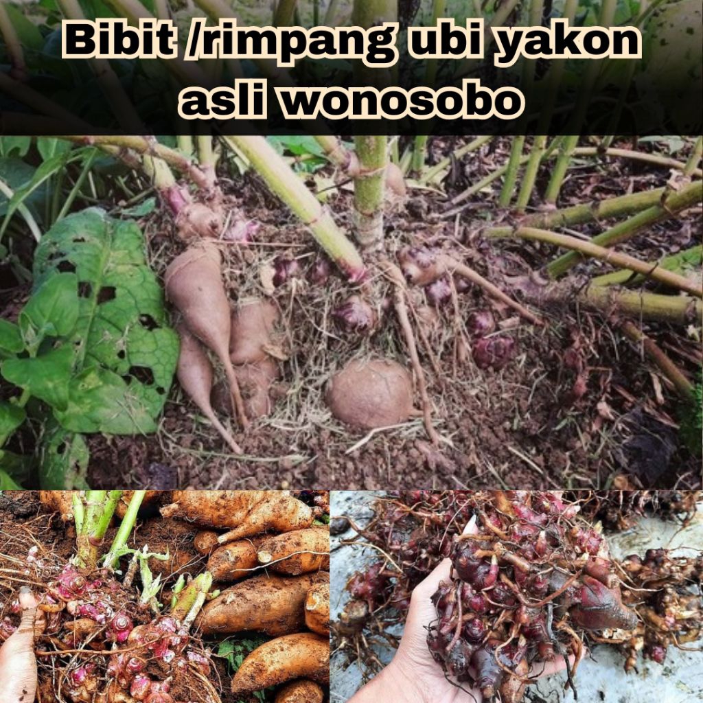 100 Gram bibit ubi yakon berkualitas,rimpang ubi yakon mudah tumbuh