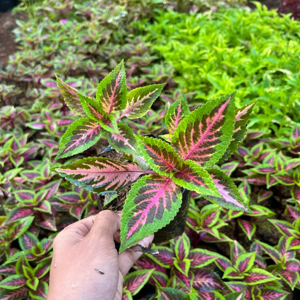 TANAMAN HIAS MIYANA TRICOLOUR || MIYANA TRICOLOUR