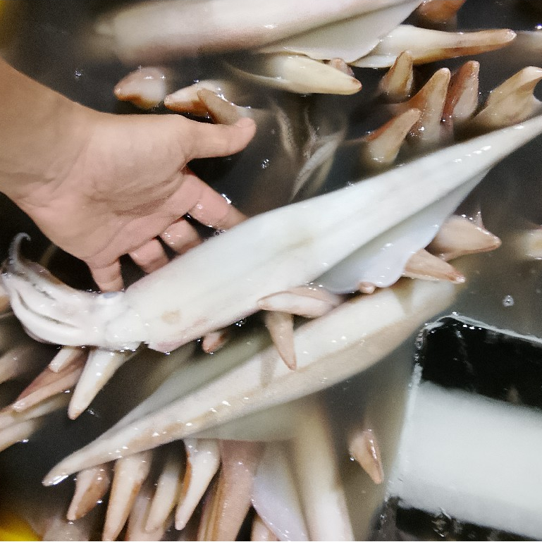 Cumi Bangka Segar Cumi Bangka 1Kg Cumi Segar Cumi Basah Segar