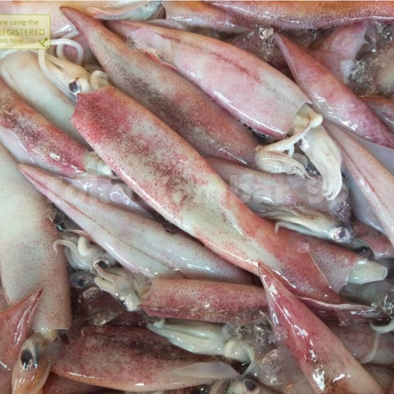 Cumi Merah Segar Cumi Merah 1Kg Cumi Besar Cumi Jumbo Cumi Basah Segar