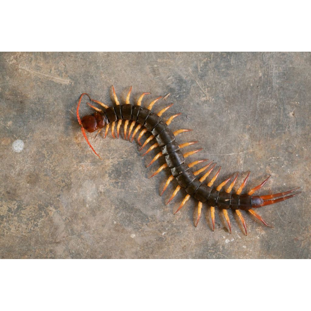 Lipan Merah Murah Terlaris PAKAN HIDUP KELABANG