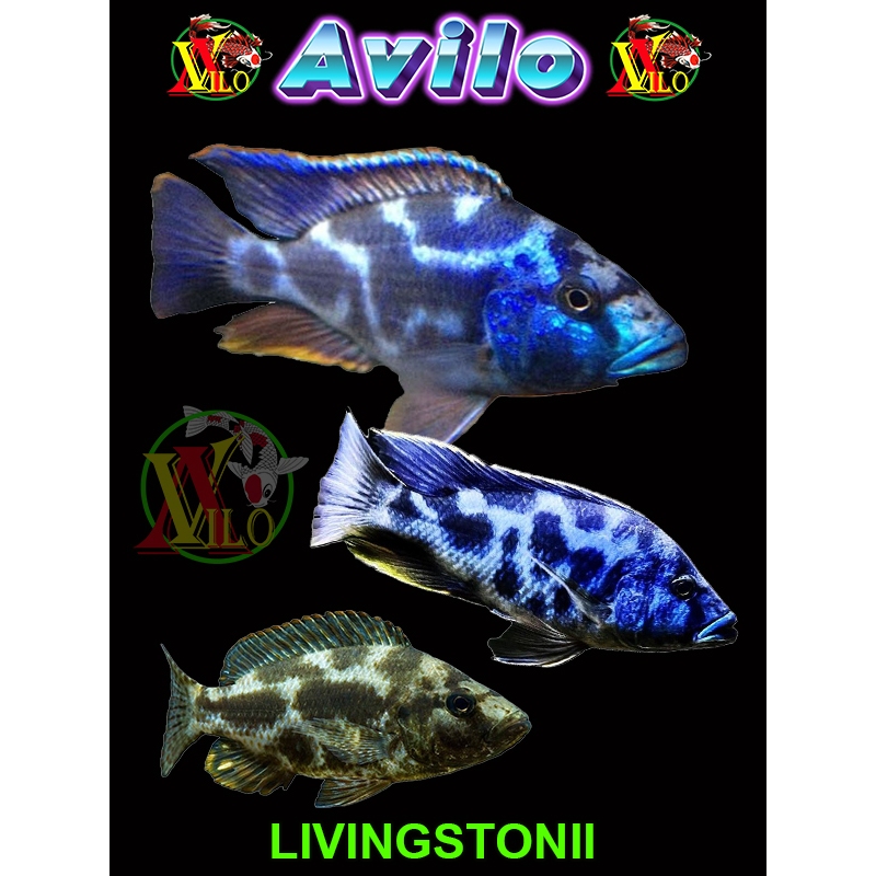 ojek ikan hias livingstoni loreng afrika siklid siklit ciclid size kecil ( belum ada warna )