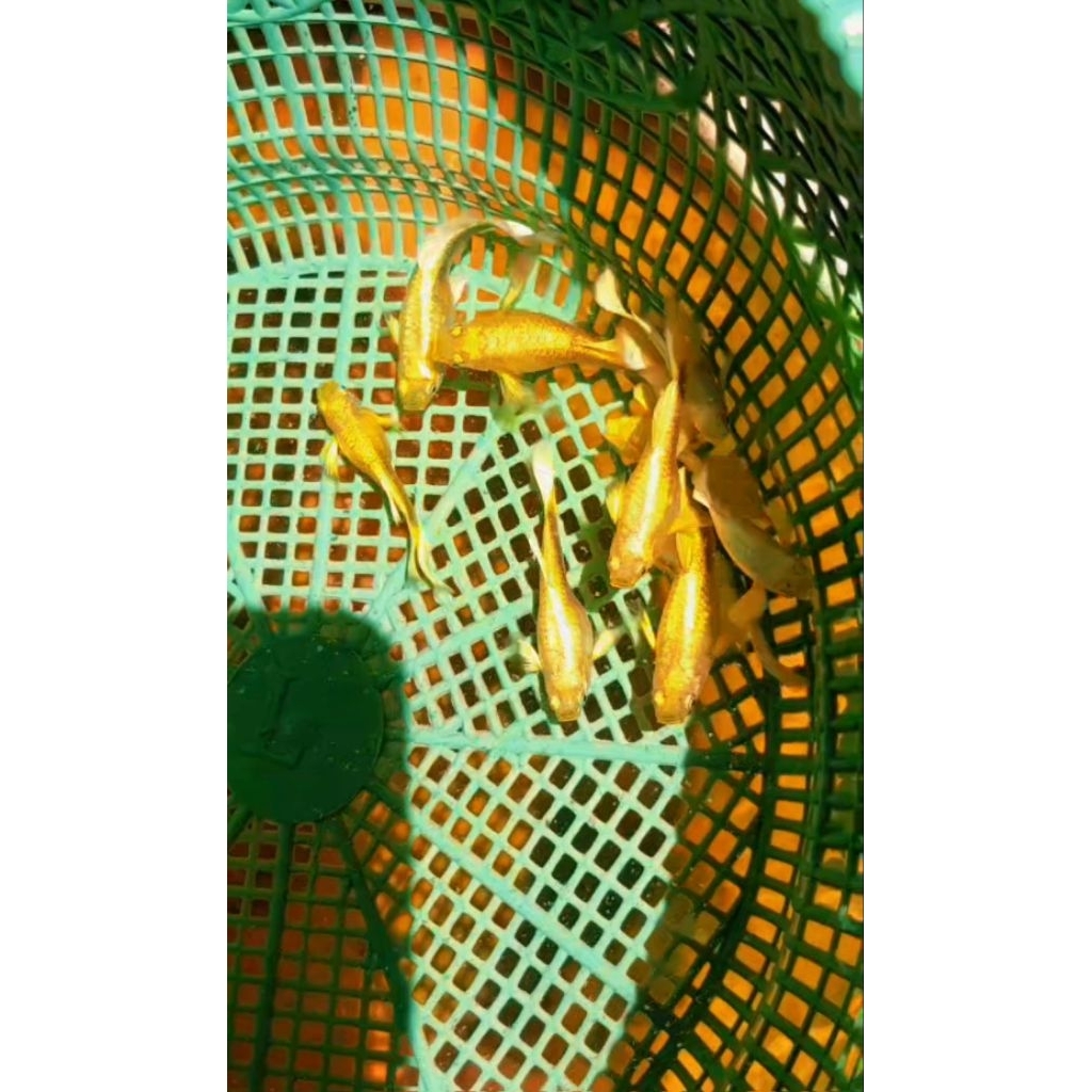 stiker sepasang guppy full gold vietnam juve hiasan aquarium