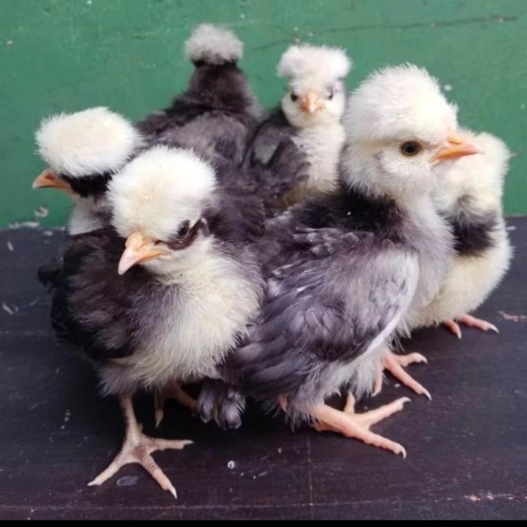 ANAKAN AYAM POLANDIA MEDAN