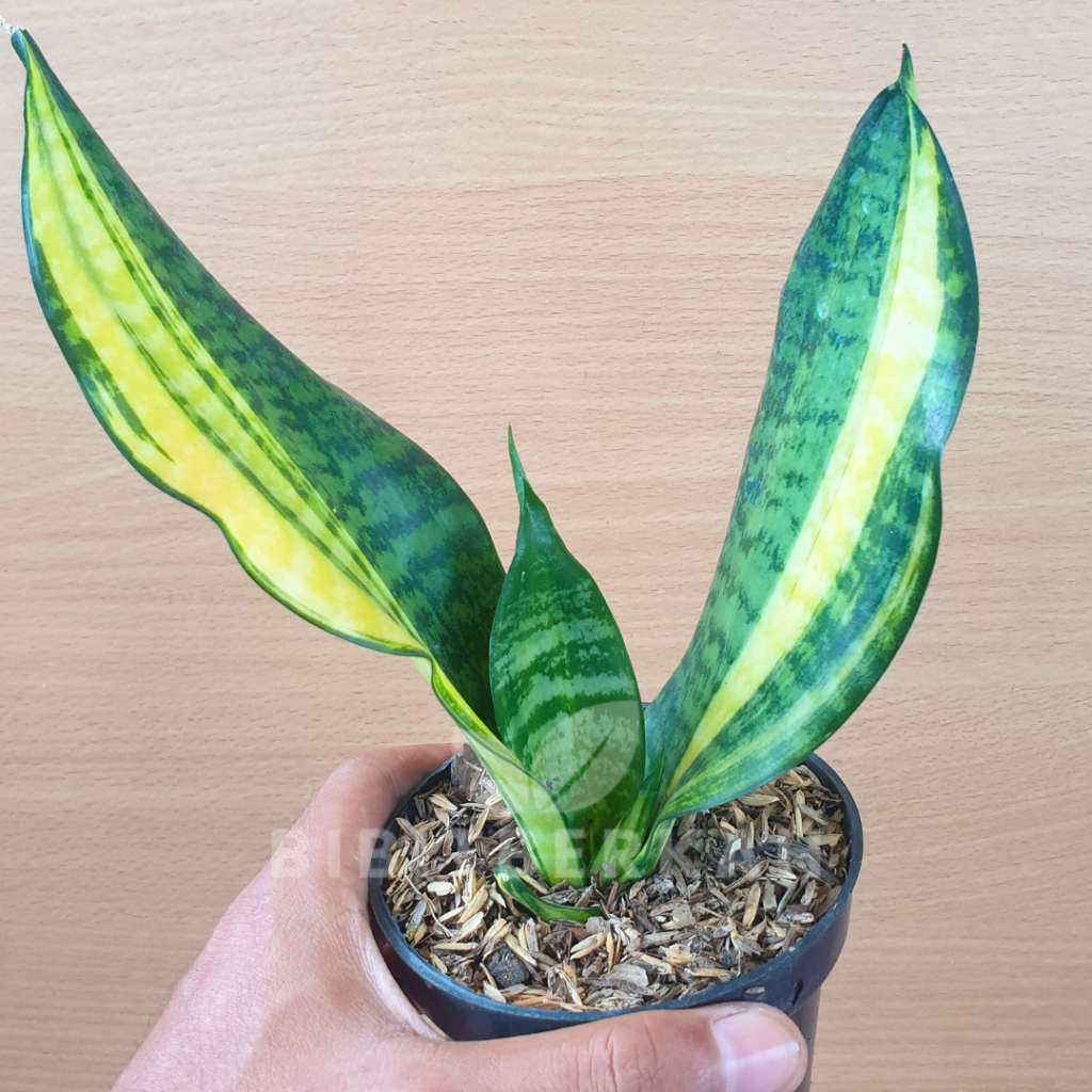 Sansevieria Futura America Striata - Tanaman Hias Sansivera Lidah Mertua