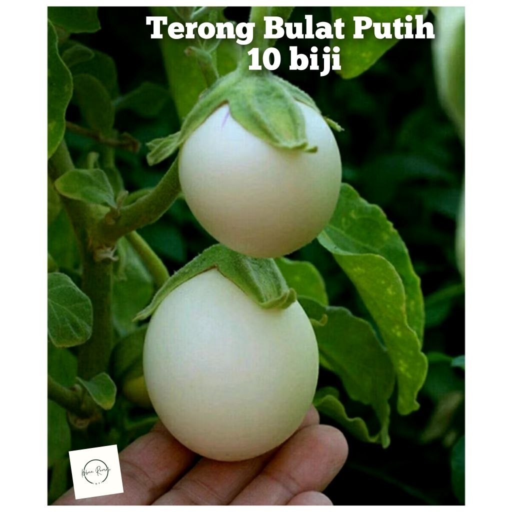 Benih Terong Bulat Putih