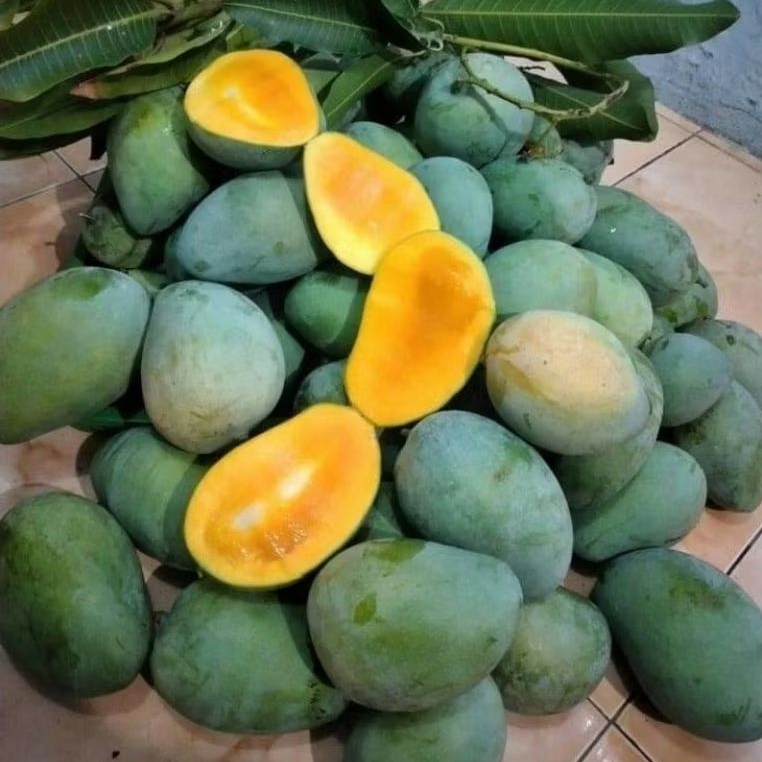MANGGA arummanis/ mangga Gadung / Pelem gadung