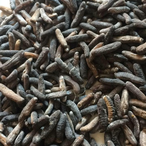 Teripang Gosok Ukuran Kecil Hoisom Bangka Kering 100gr makanan hasil laut seafood