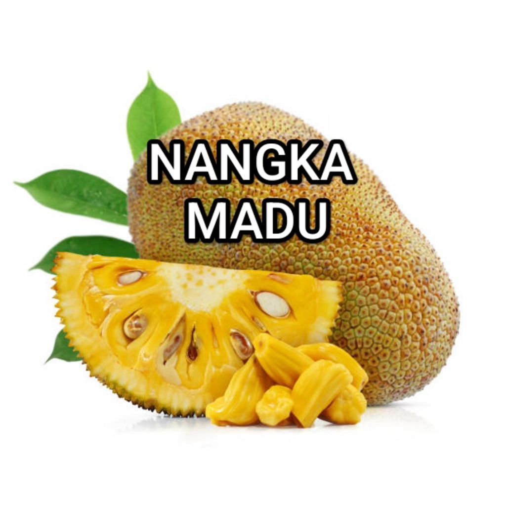 bibit nangka madu super jumbo