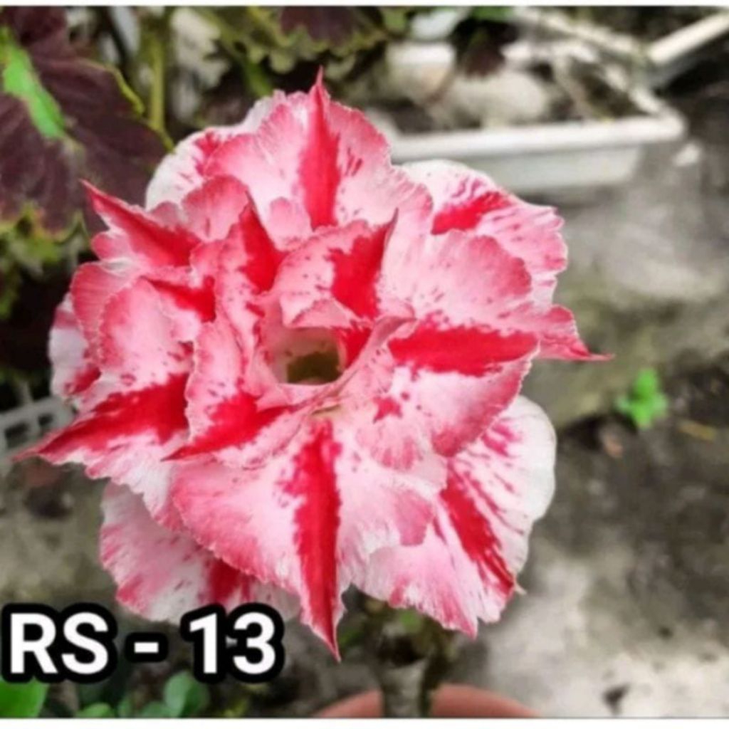 bunga tumpuk adenium bonggol besar