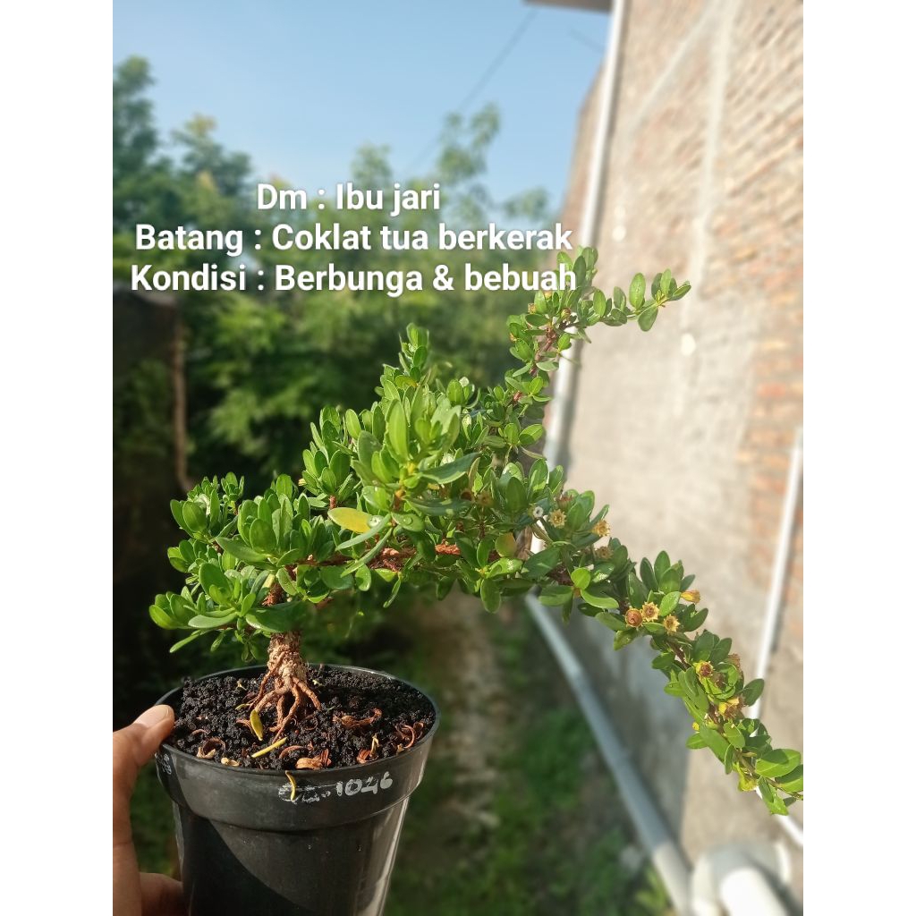 QA-1046, BIBIT BONSAI SANTIGI MAWAR SEMAI BIJI