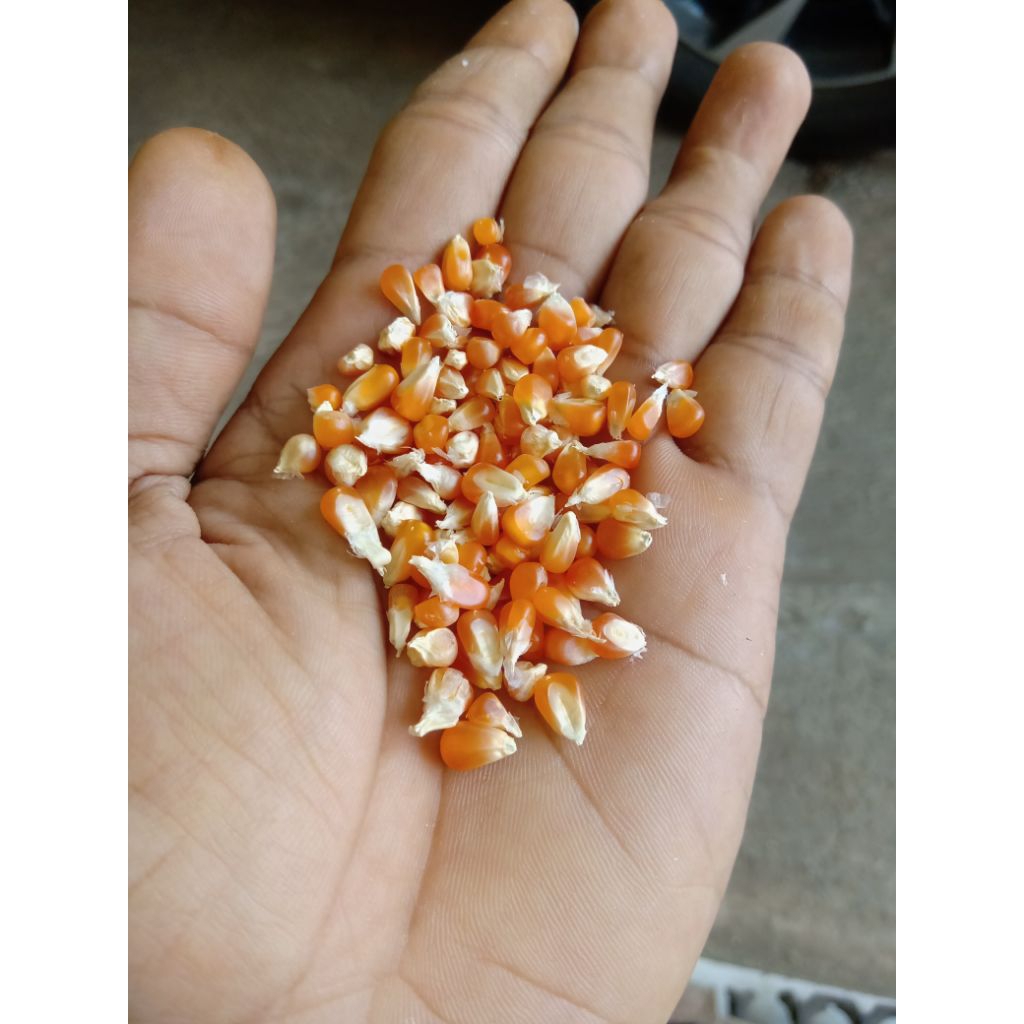 JAGUNG KRISTAL / JAGUNG KECIL PAKAN MERPATI / BURUNG DARA / AYAM