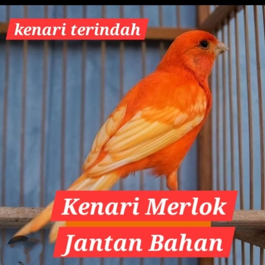 burung kenari merlok jantan/betina rawatan muda
