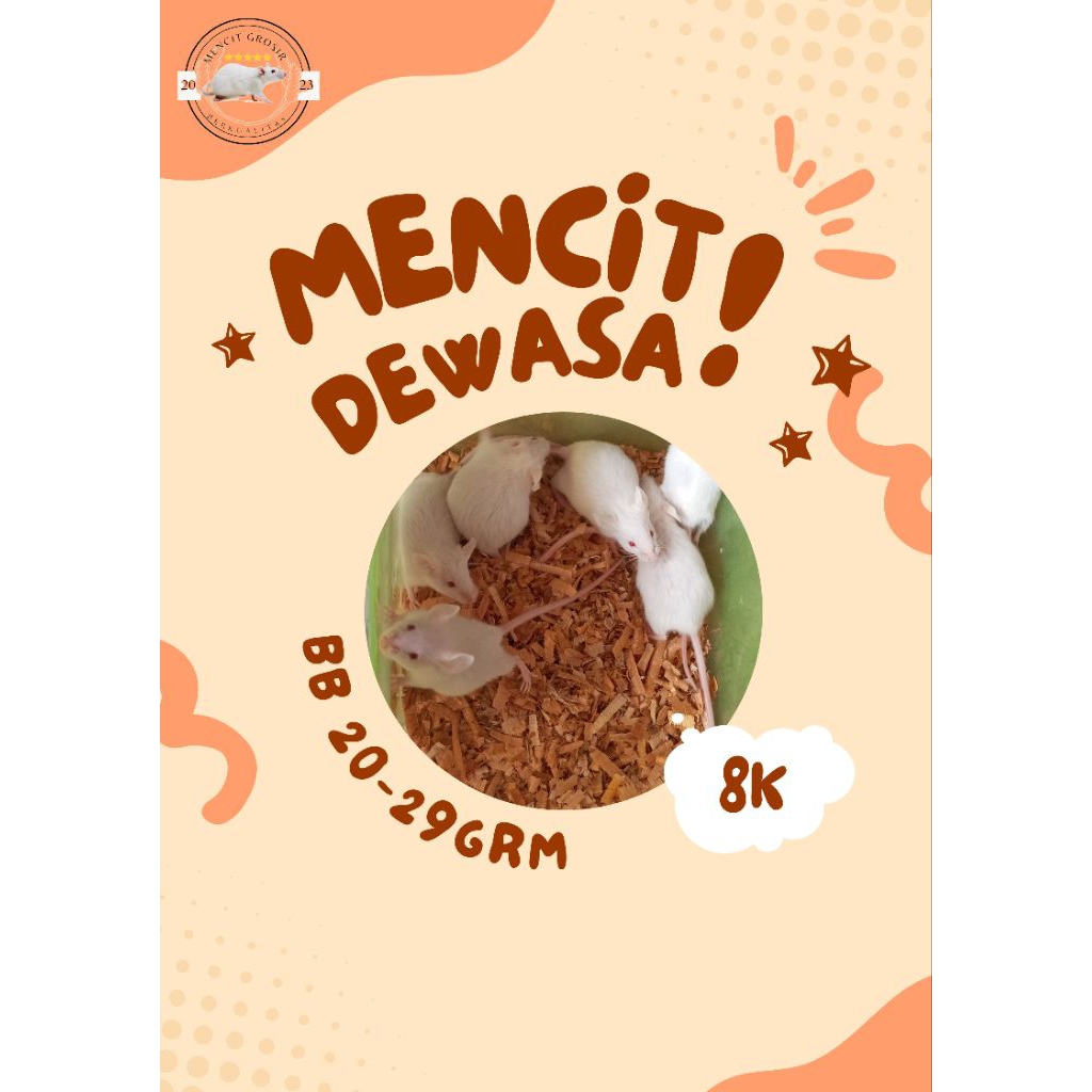 mencit dewasa (tikus putih jantan dewasa)