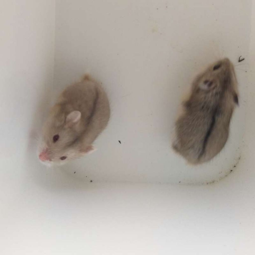 indukan hamster campbel