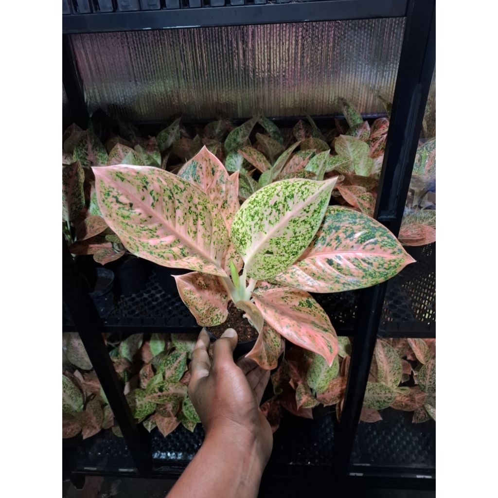 Aglaonema Stardas Orange