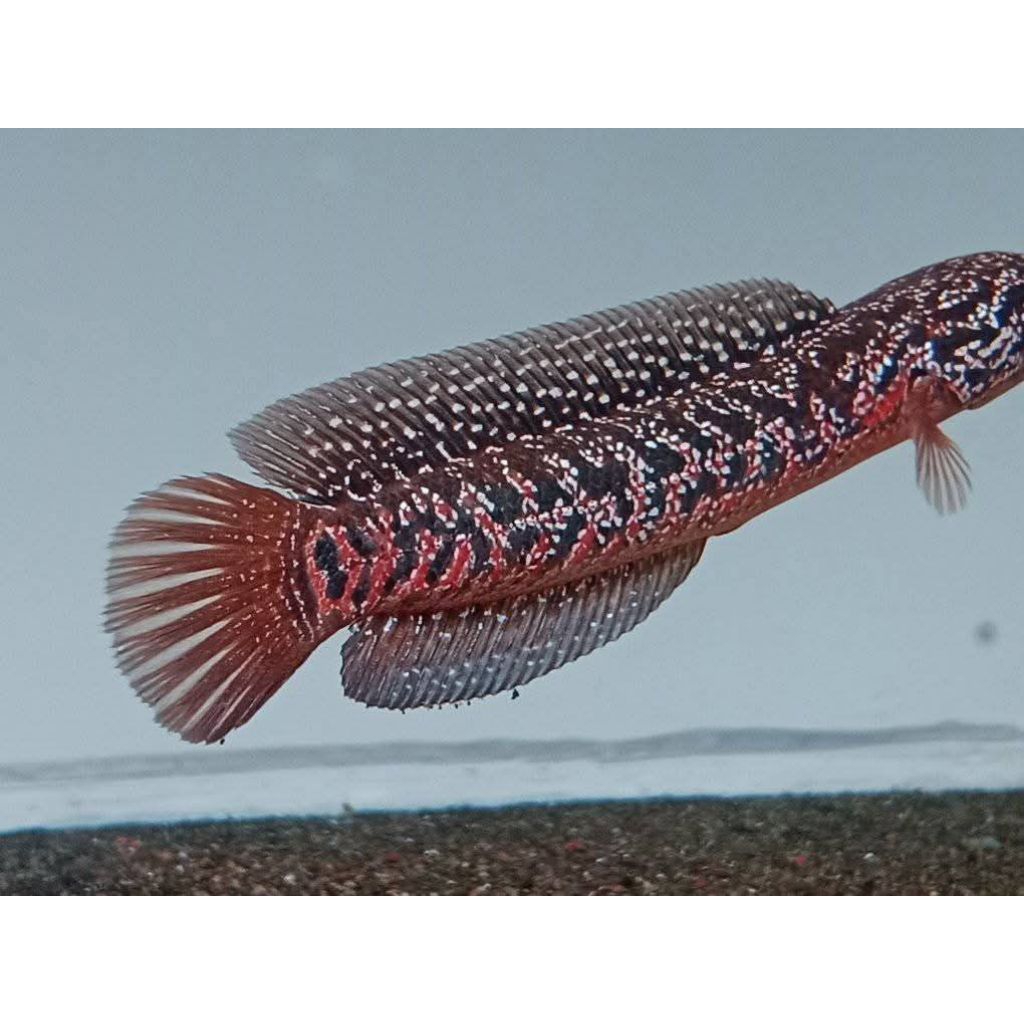 RSP Kalimaya Superfoam Full Spot Dan Asiatica Red Spot Kalimaya Full spot Bahan Progres Size 8-10Cm