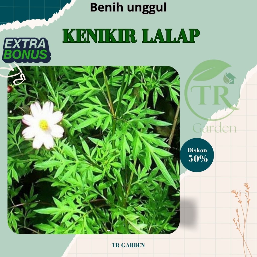 ( 5000 biji ) Benih Biji Kenikir Lalap Kenikir tanaman Herbal