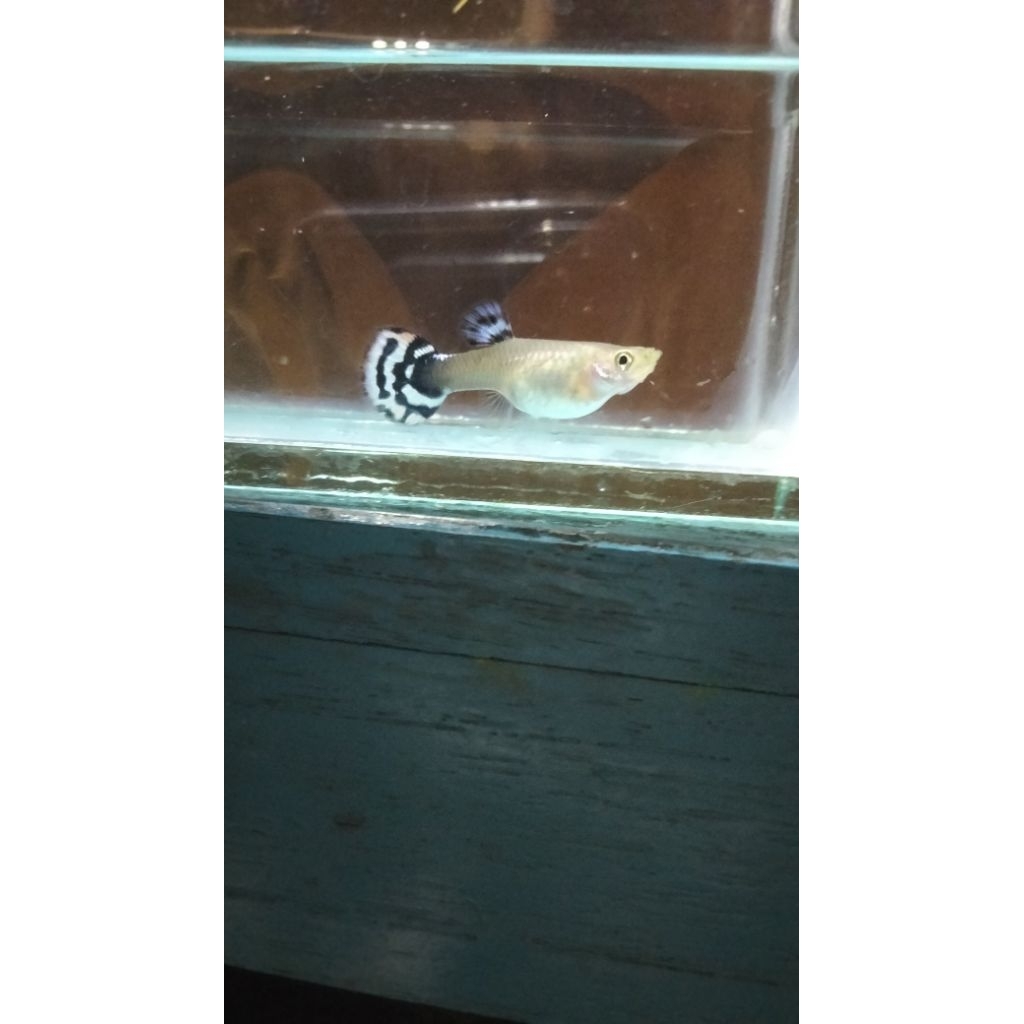 ikan Guppy betina