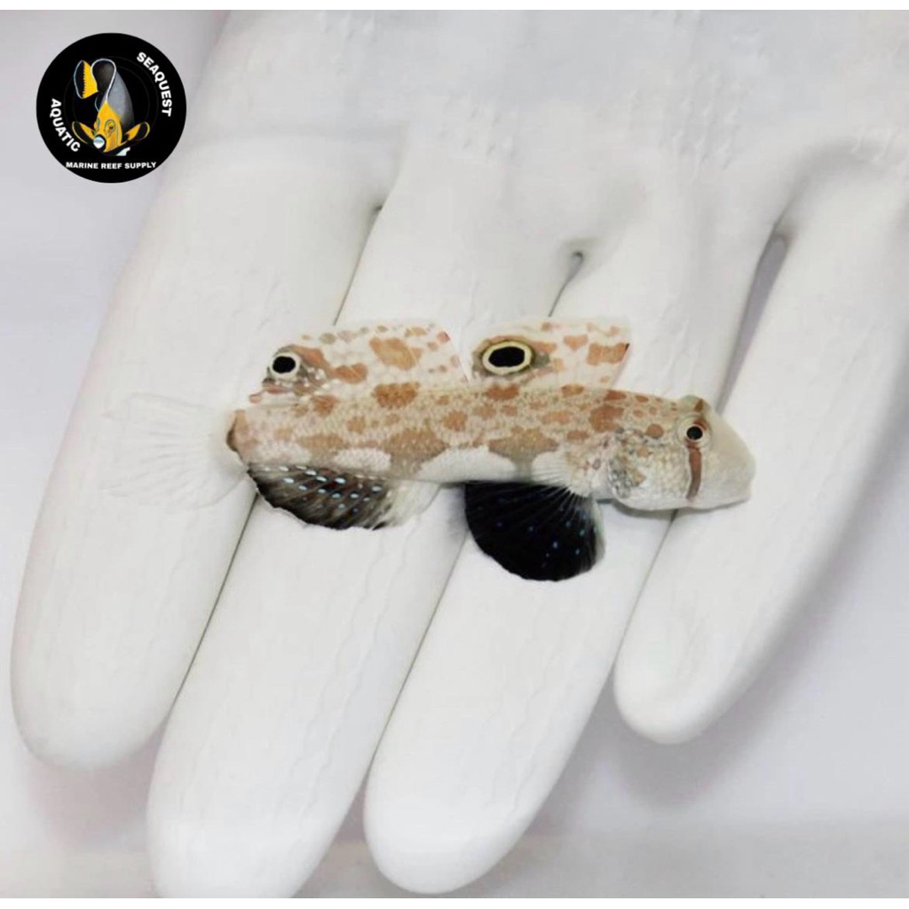 ikan hias laut jabing gajah / twospot goby (pembersih pasir)