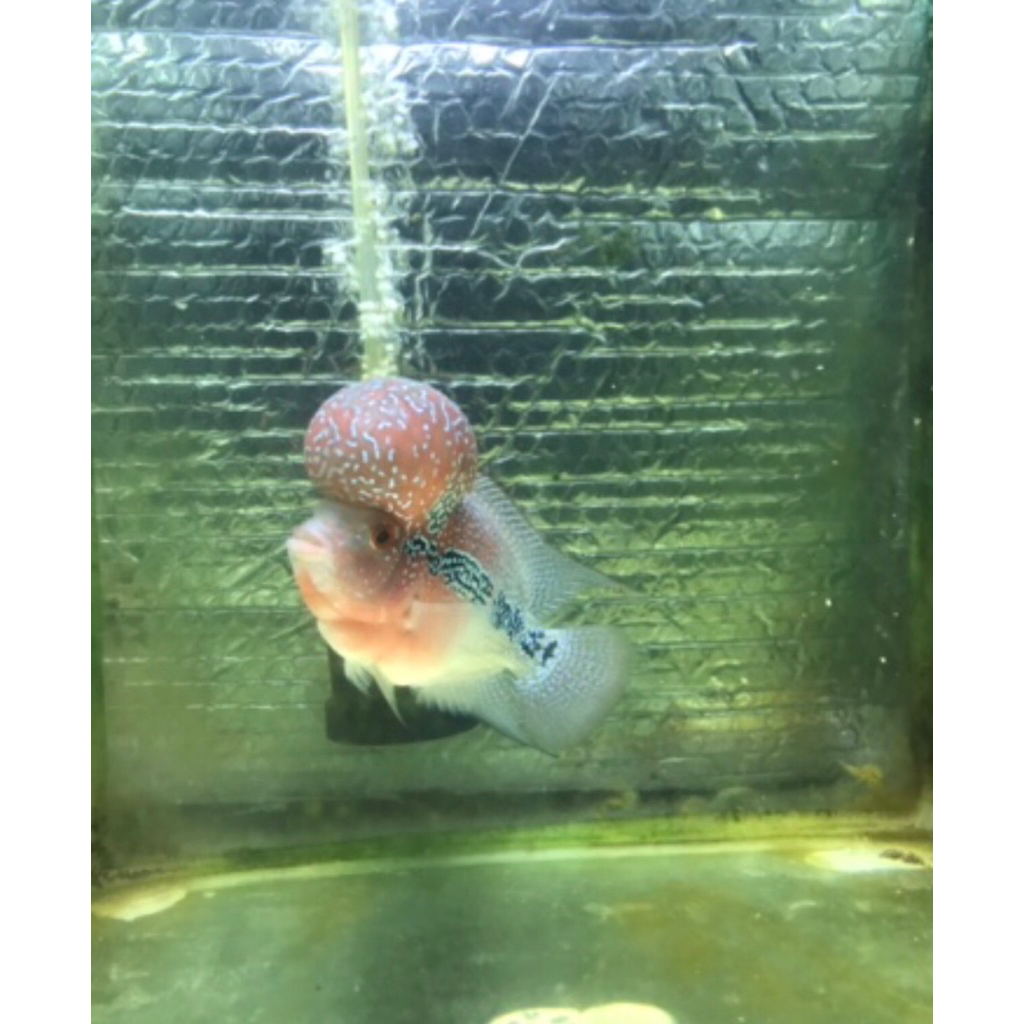 IKAN LOUHAN SRD/SRM/CENCHU