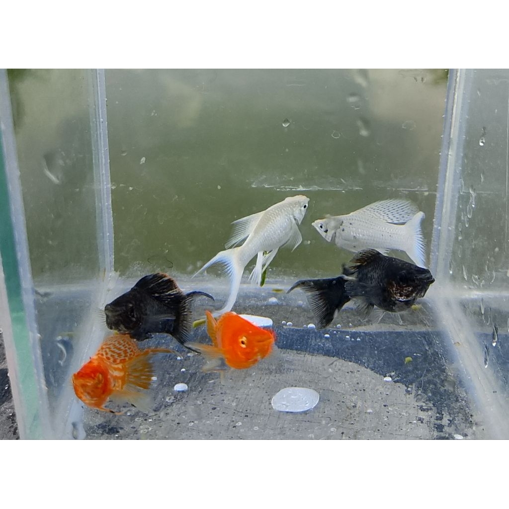 souvenir PAKET MIX MOLLY LONG BLACK SUNKIST PLATINUM  LYRETAIL (paket 6 ekor)