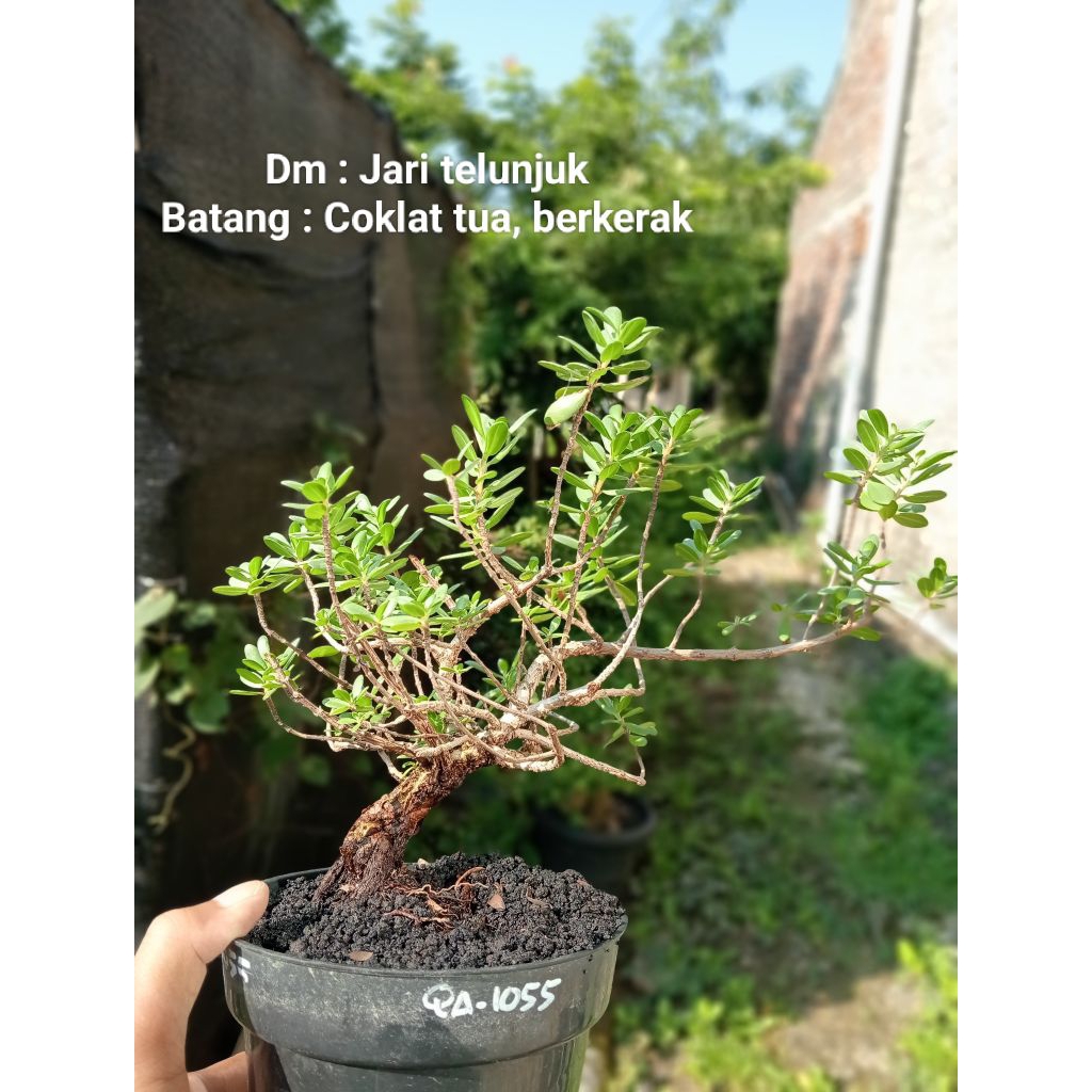 QA-1055, BIBIT BONSAI SANTIGI MAWAR SEMAI BIJI