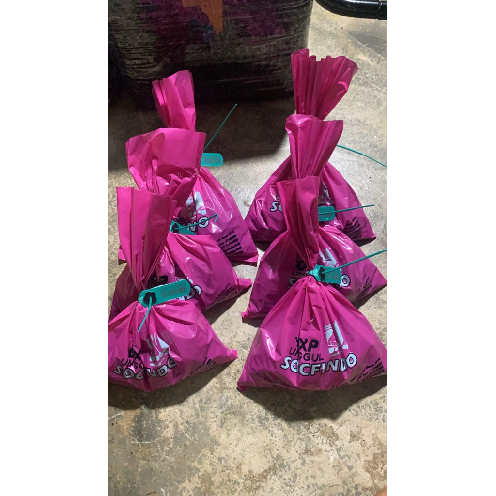 kecambah sawit socfindo