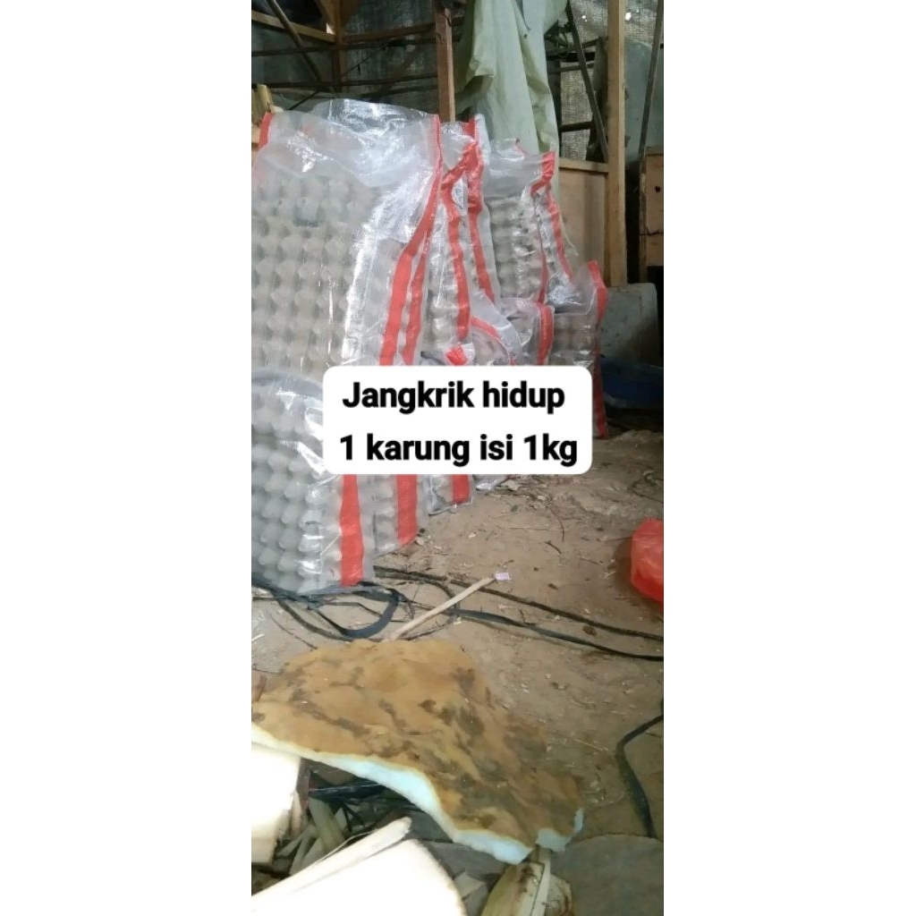 jangkrik hidup 1kg segar dan fresh,untuk pakan burung umpan pancing